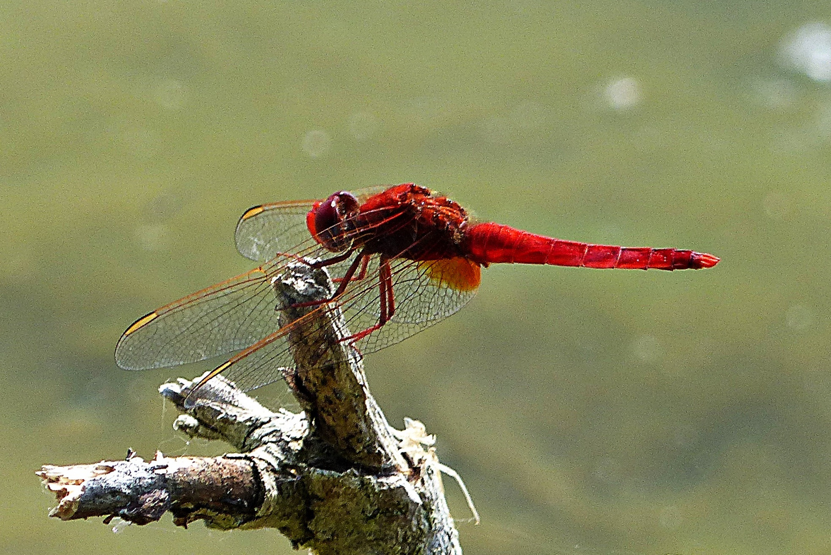 Eine farbenprächtige Libelle