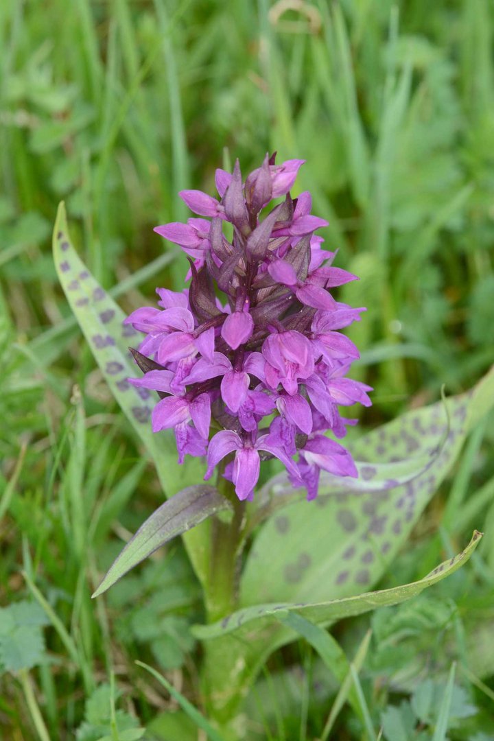 Eine farbenprächtige Orchidee bilder dieses breitblättrige Knabenkraut