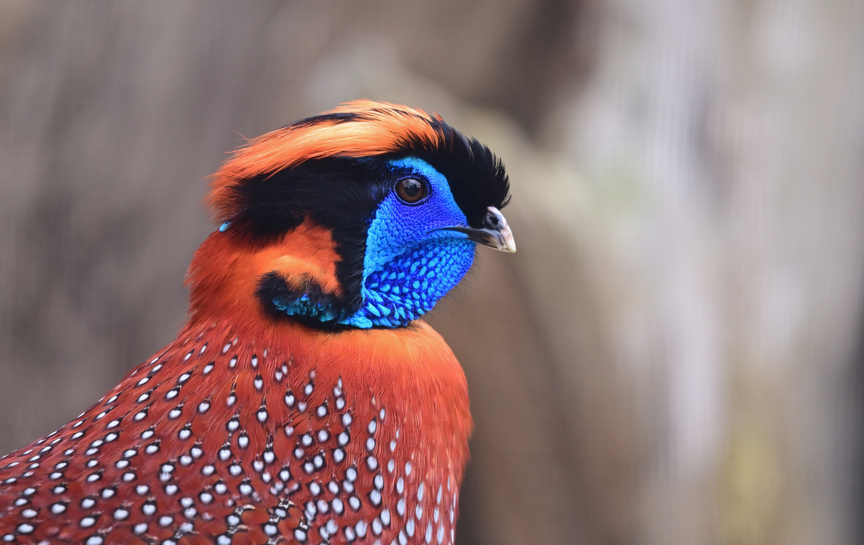 Eine Fasanenart...( Satyr Tragopan )