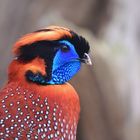 Eine Fasanenart...( Satyr Tragopan )