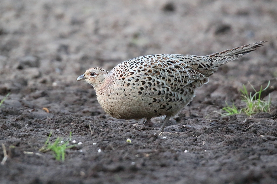 Eine Fasanenfrau (Phasianus colchicus)