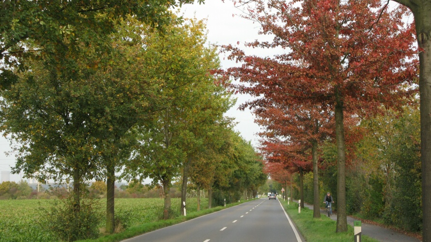 eine fast einsame Allee im Kleiderwechsel