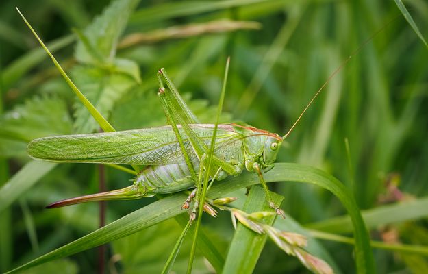 Eine fast perfekte Tarnung