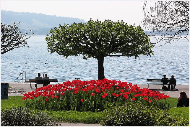 eine fast symmetrische Idylle am Zugersee ;-)