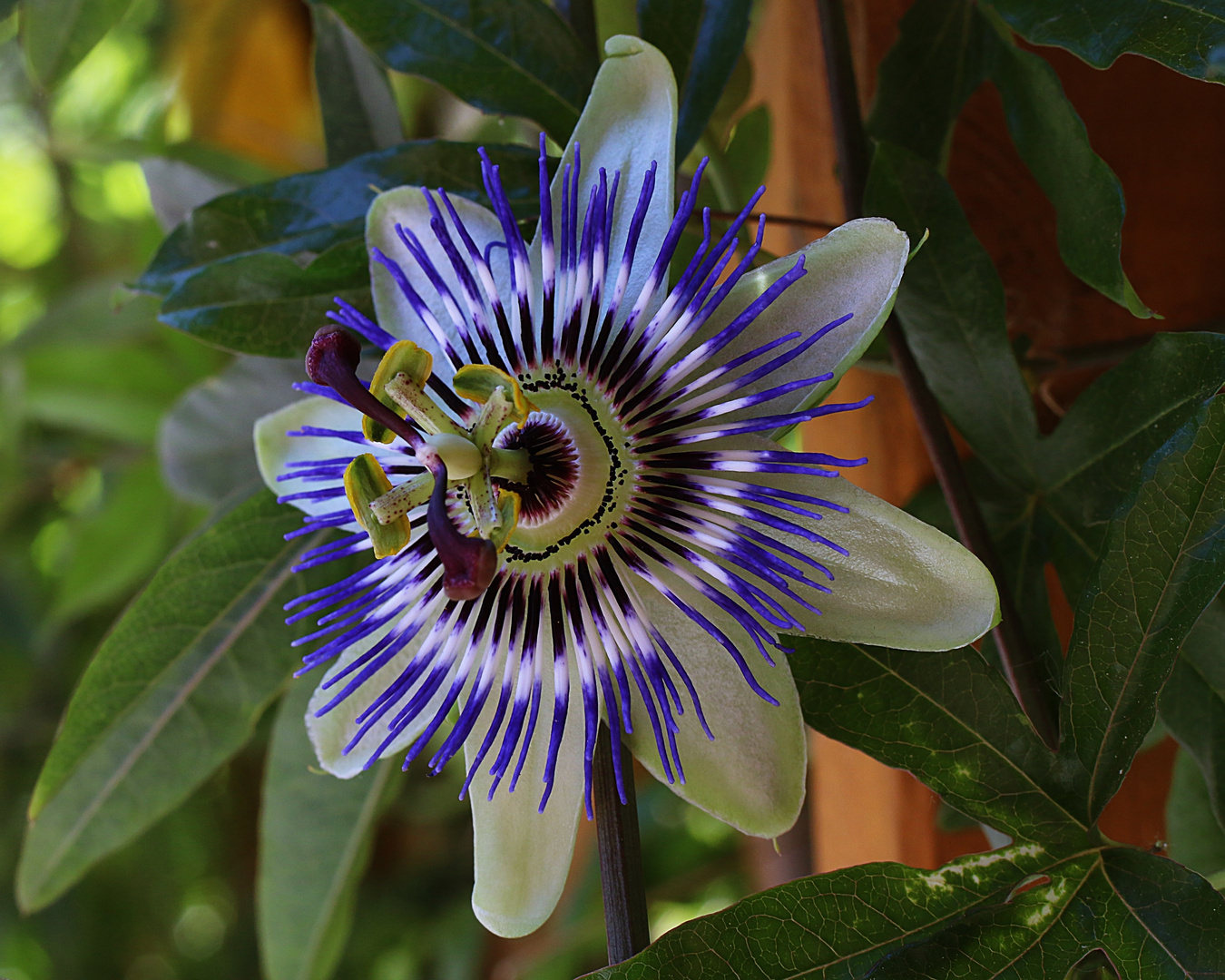 eine faszinierende Blüte