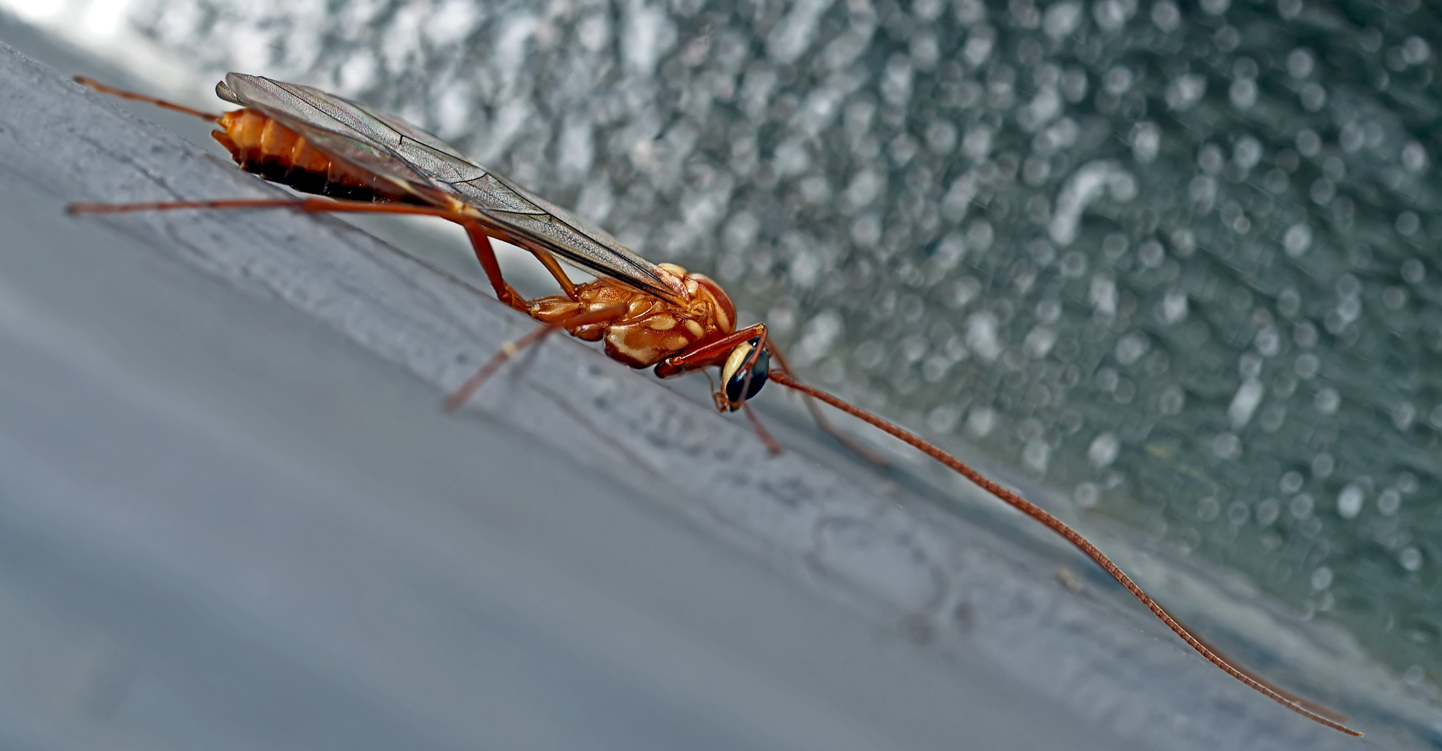 Eine faszinierende Schlupfwespe (Ophion luteus) -  Hyménoptère,  un ichneumon. (Photos 1+2)