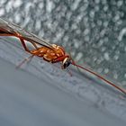 Eine faszinierende Schlupfwespe (Ophion luteus) -  Hyménoptère,  un ichneumon. (Photos 1+2)