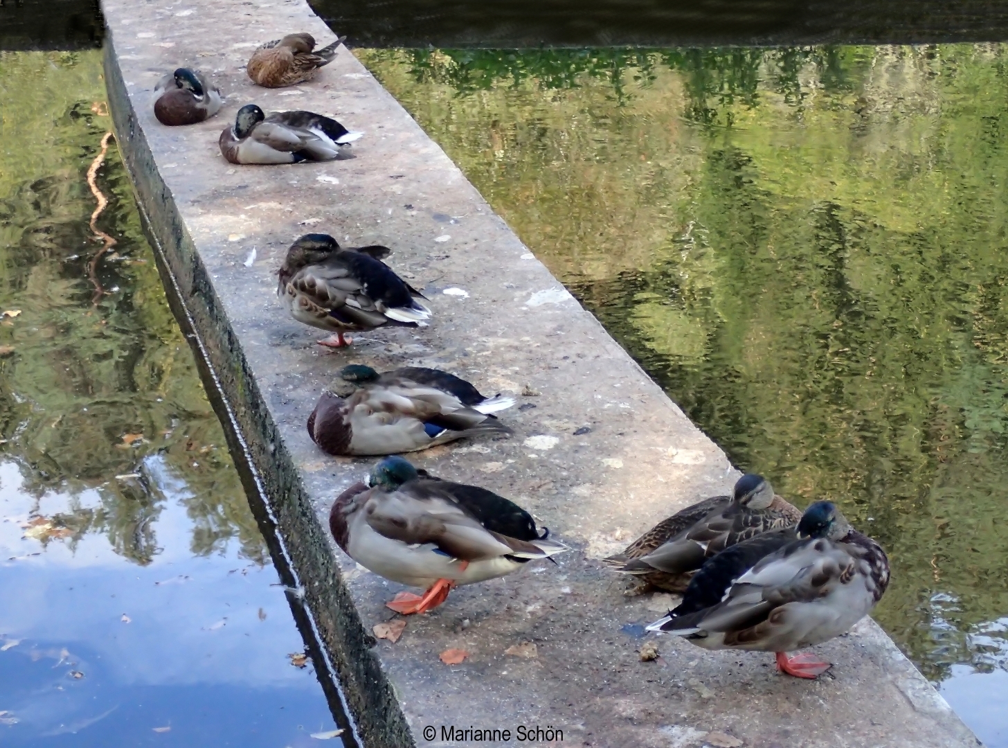 Eine faule Gesellschaft... Foto & Bild spezial, teich, natur Bilder