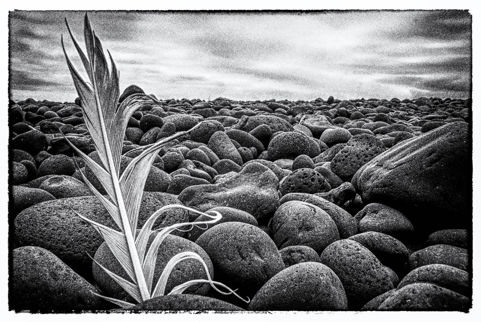 Eine Feder am Strand