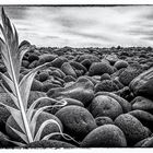 Eine Feder am Strand