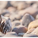 eine feder am Strand 