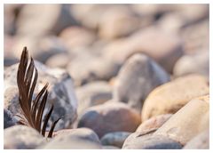 eine feder am Strand 