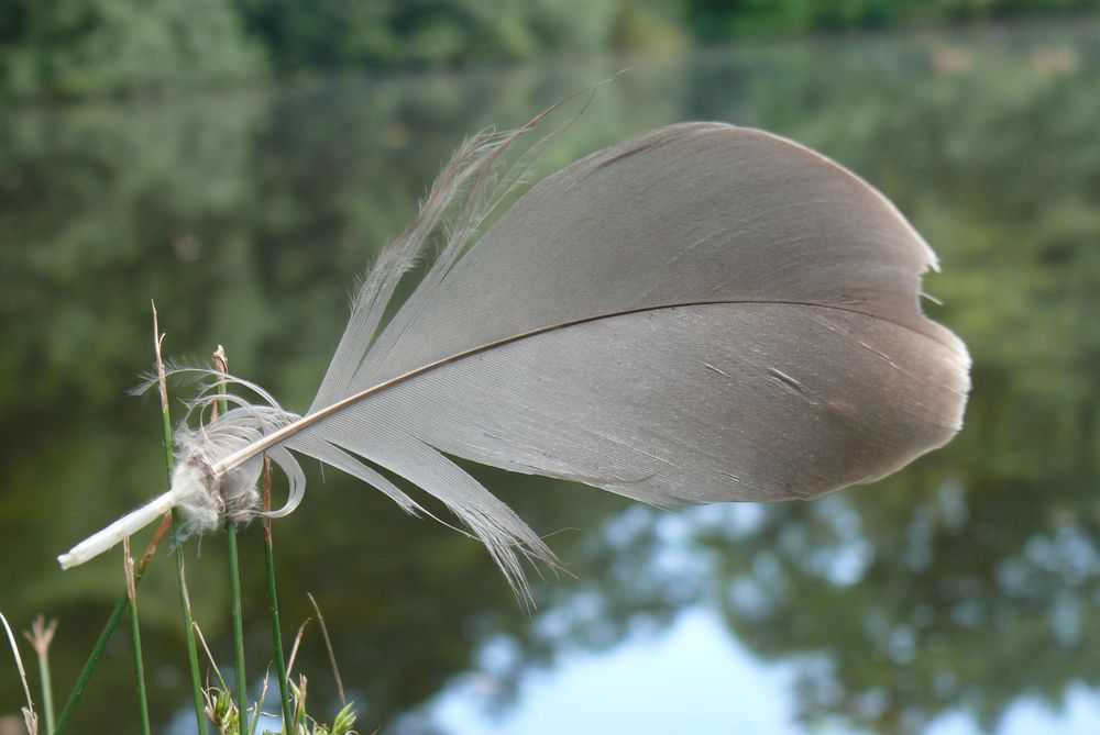 Eine Feder, die sich am Teichrand im Gras verfangen hat