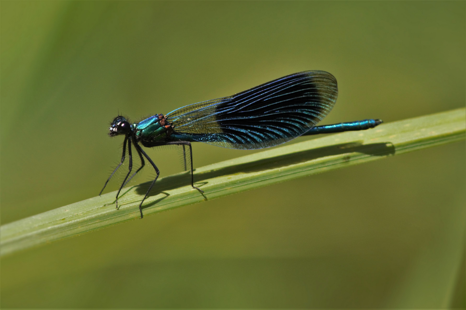 Eine feine Blaue