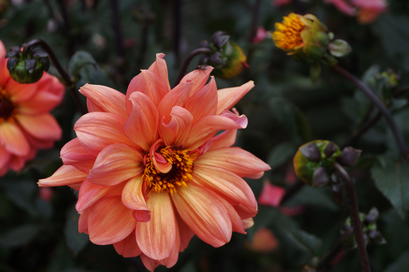 Eine feine kleine Dahlie... Foto & Bild pflanzen, pilze & flechten