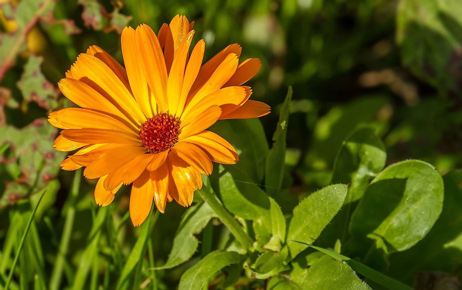 Eine Feldblume