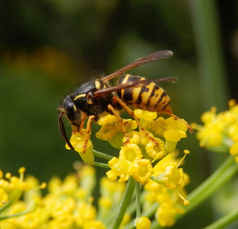 Eine Feldwespe auf Gewürzfenchel