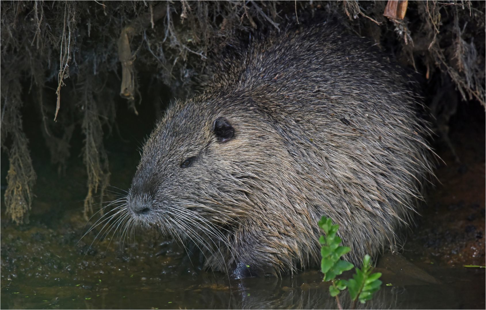 "Eine fette Ratte"