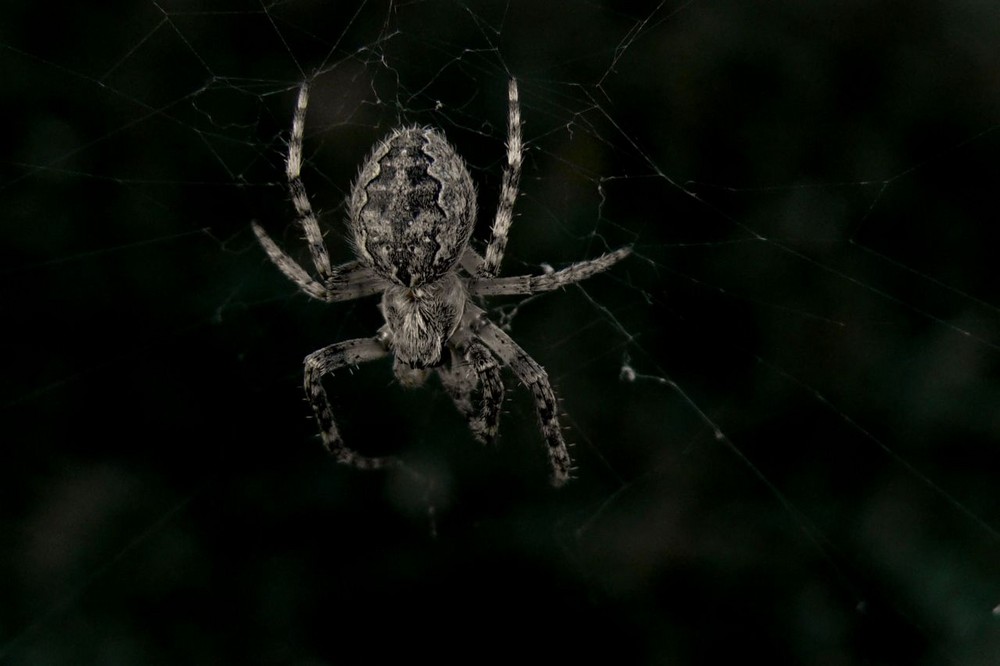 Eine fette Spinne.....