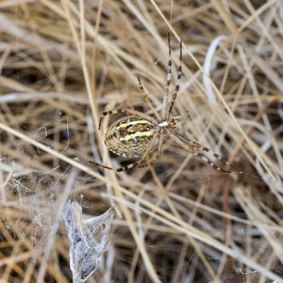 eine fette Spinne mit Beute 