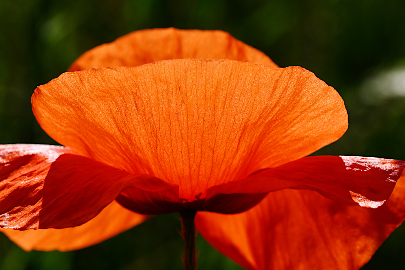 Eine filigrane Klatschrose (Papaver rhoeas)