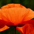 Eine filigrane Klatschrose (Papaver rhoeas)