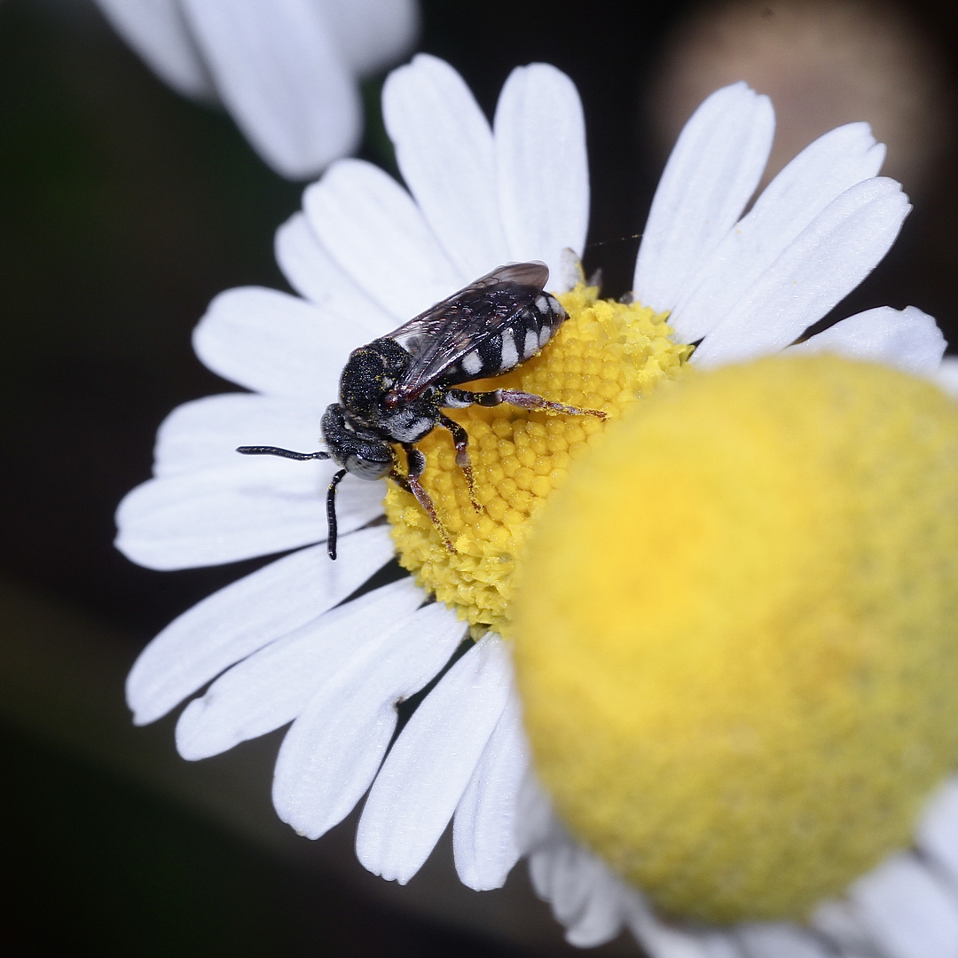 Eine Filzbiene, Epeolus sp. - ob's variegatus ist???