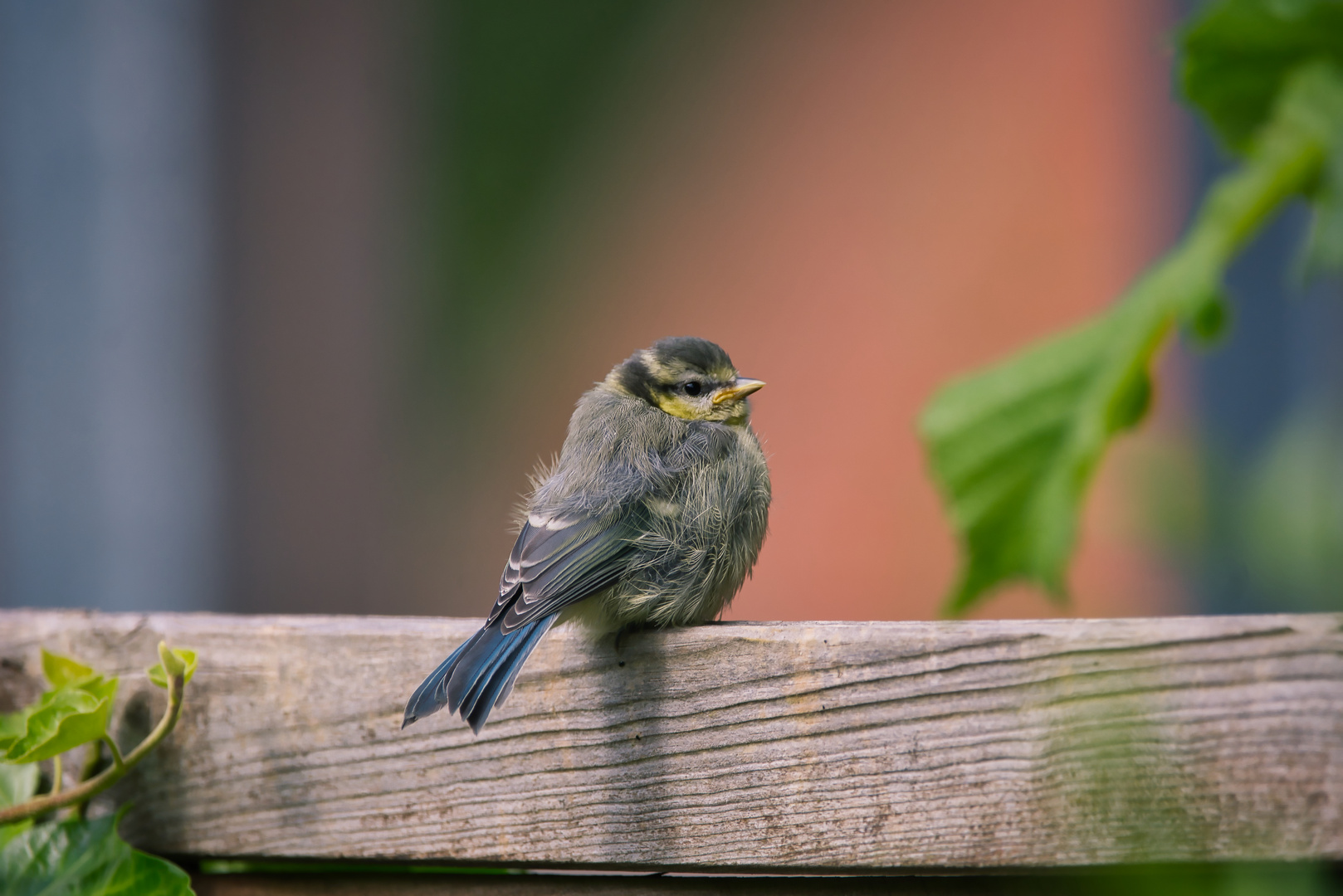 Eine flauschige...