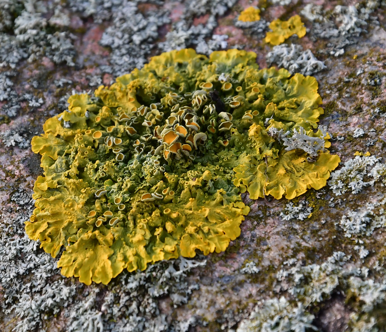 Eine Flechte Foto & Bild pflanzen, pilze & flechten, pilze & flechten