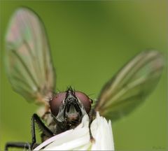 Eine Fledermaus........