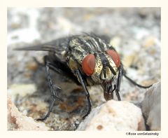 Eine Fleischfliege am nicht gefressenen Katzenfutter