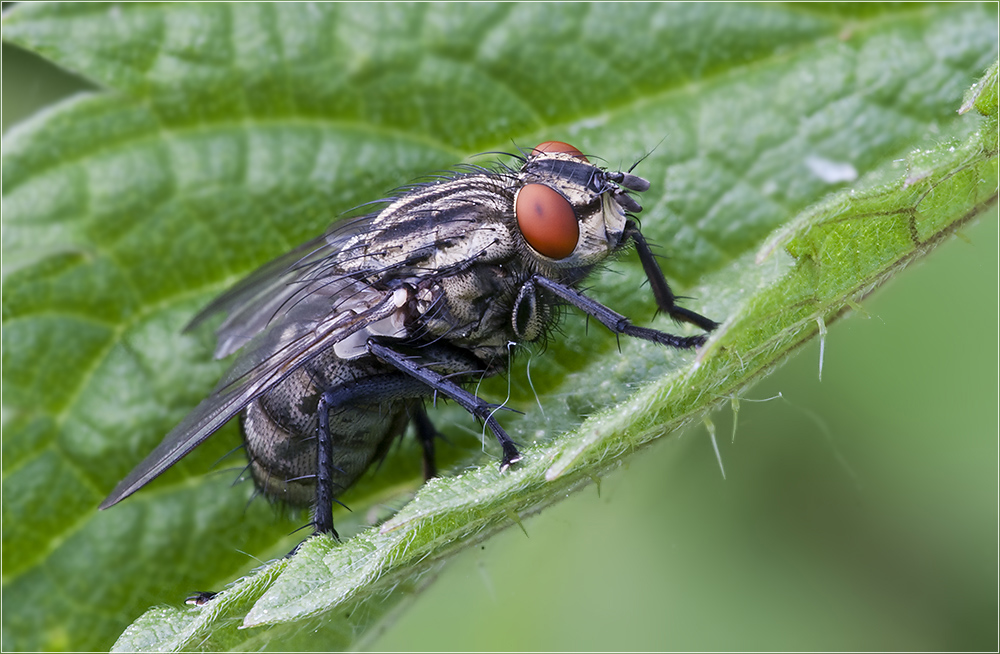 Eine Fleischfliege