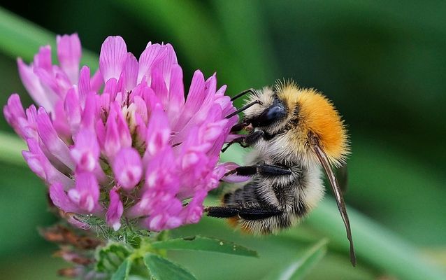 Eine fleißige Besucherin