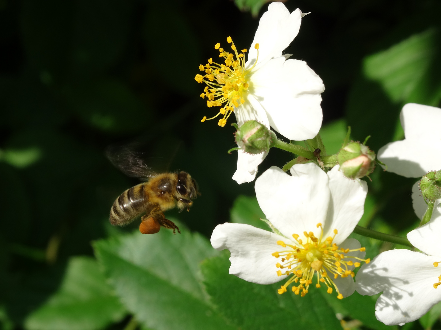 eine fleissige Biene