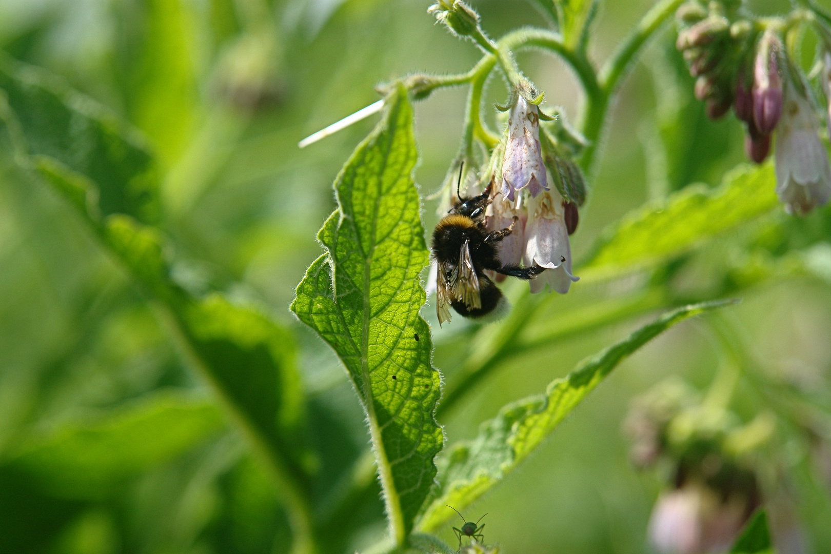 eine fleißige Hummel