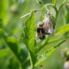 eine fleißige Hummel