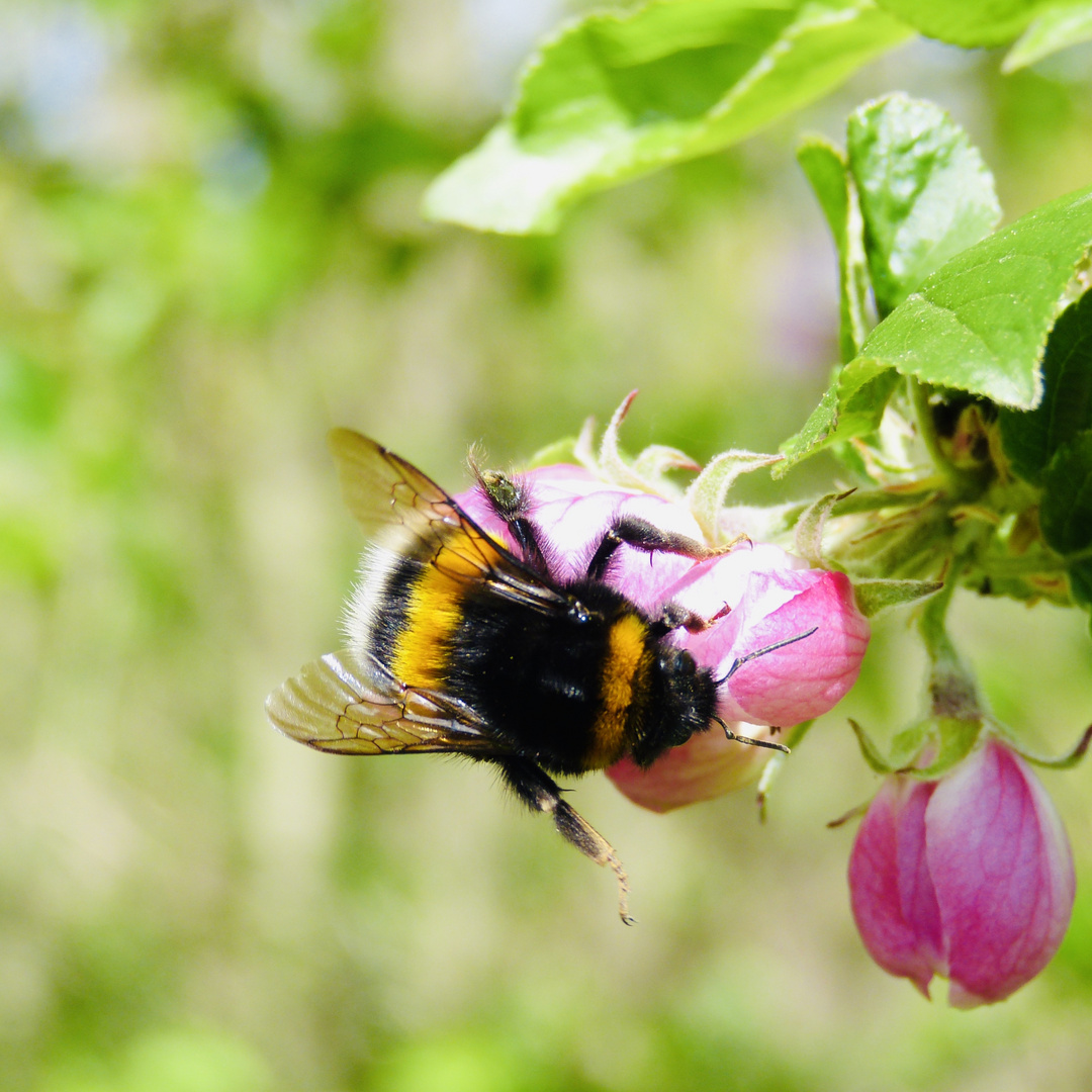 Eine fleißige Hummel