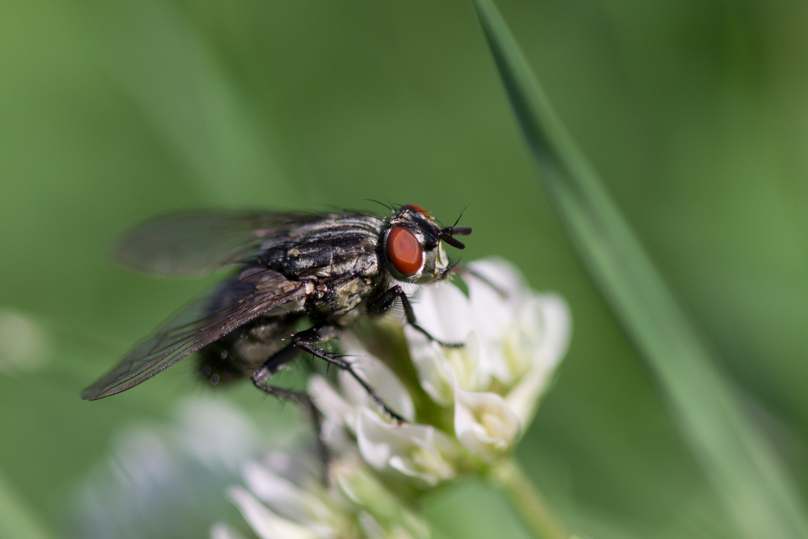 Eine Fliege