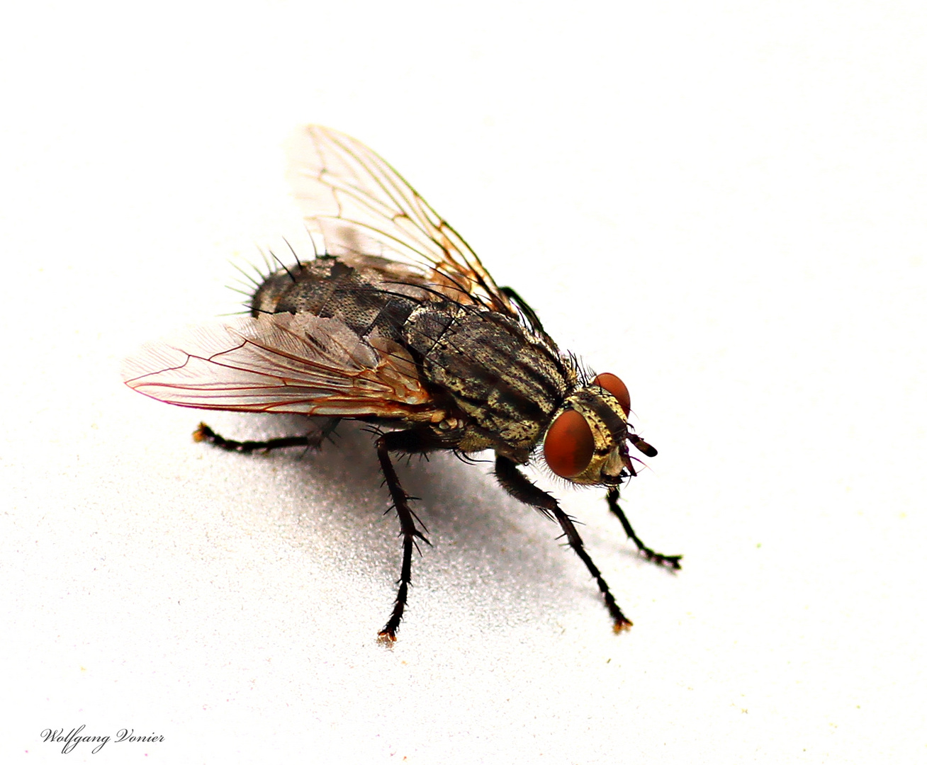Eine Fliege Foto & Bild tiere, wildlife, insekten Bilder auf
