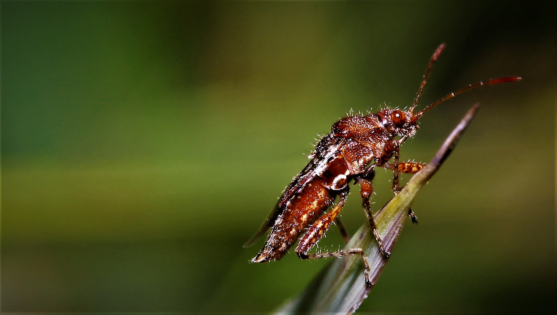 Eine Fliege