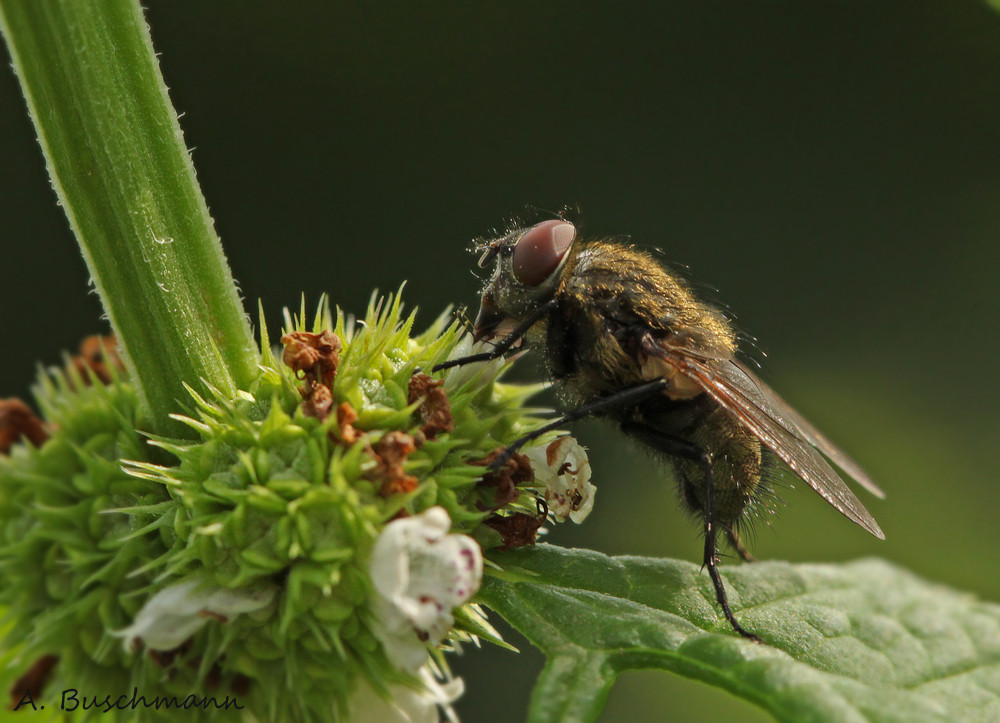 eine Fliege