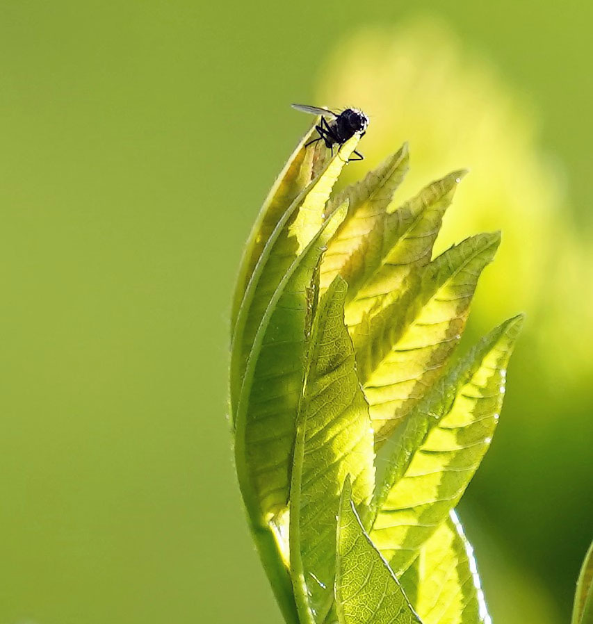 Eine Fliege... Foto & Bild landschaft, jahreszeiten, lebensräume Bilder auf