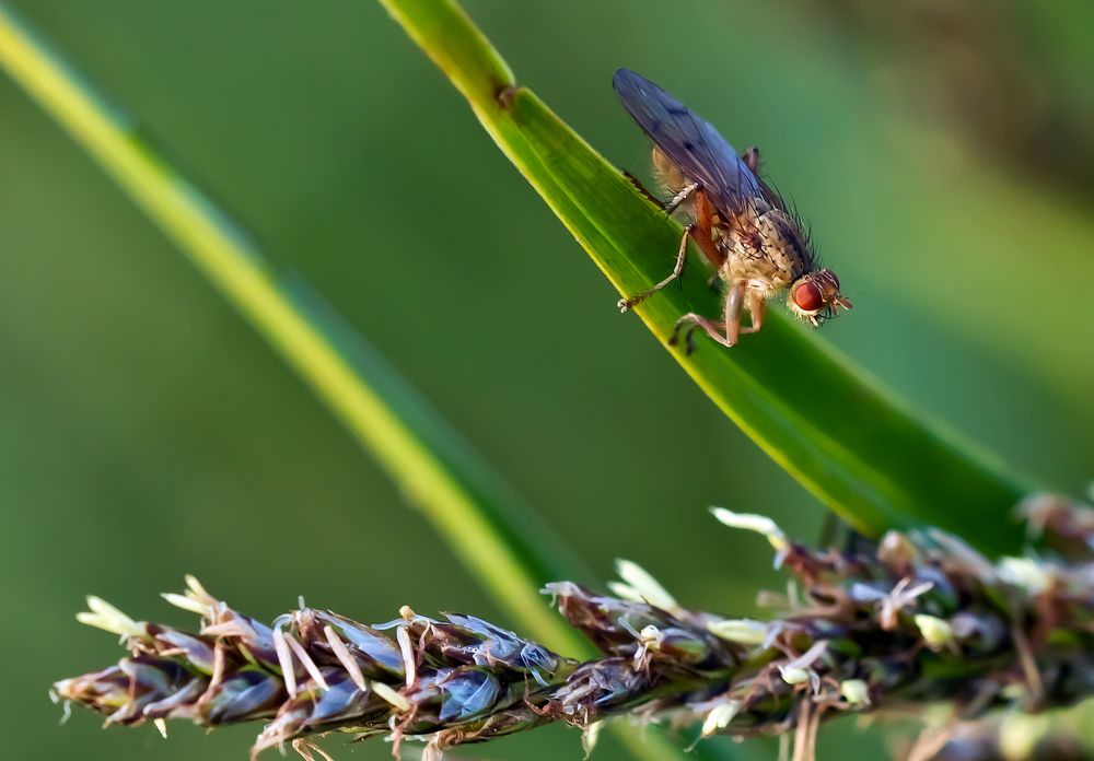 Eine Fliege , aber welche ?