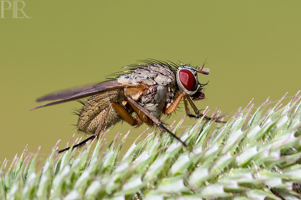 Eine Fliege als Model Foto & Bild naturmakros, naturkreativ, aufnahmetechniken Bilder auf