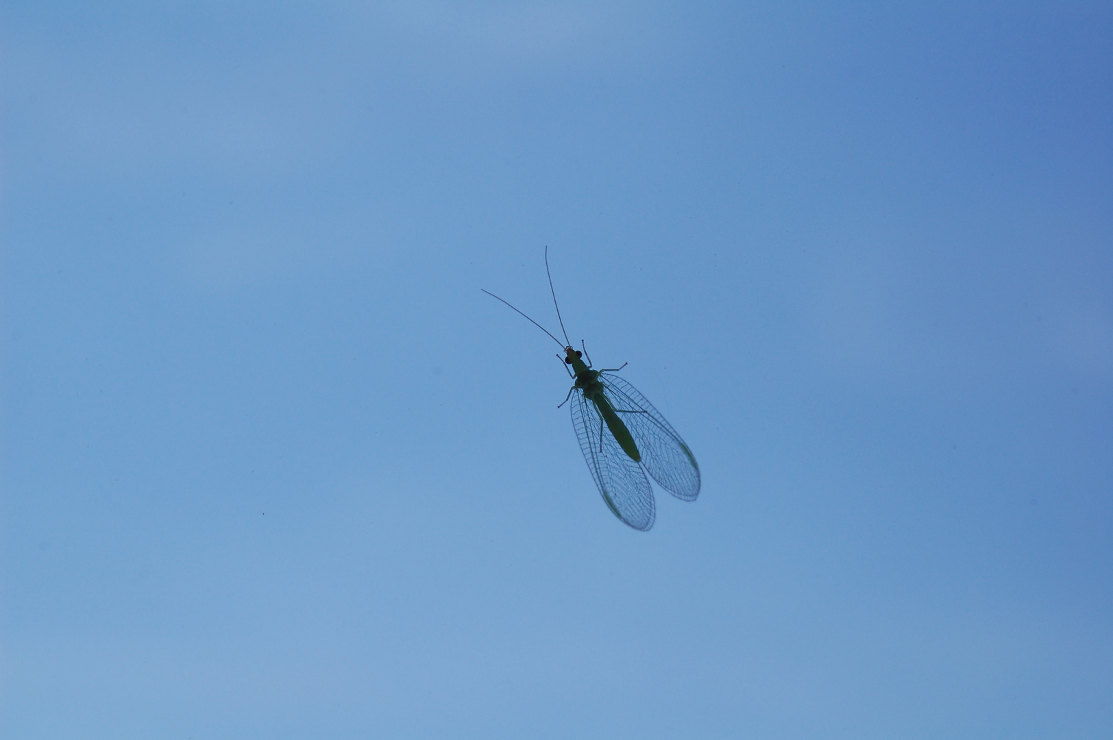 Eine Fliege am Fenster