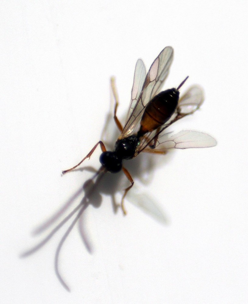 Eine Fliege auf dem Fensterrahmen