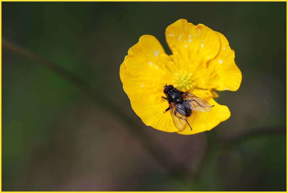 eine Fliege auf einer Butterblume