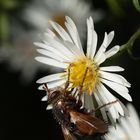 Eine ? Fliege? auf gedecktem Tisch einer Herbstaster!