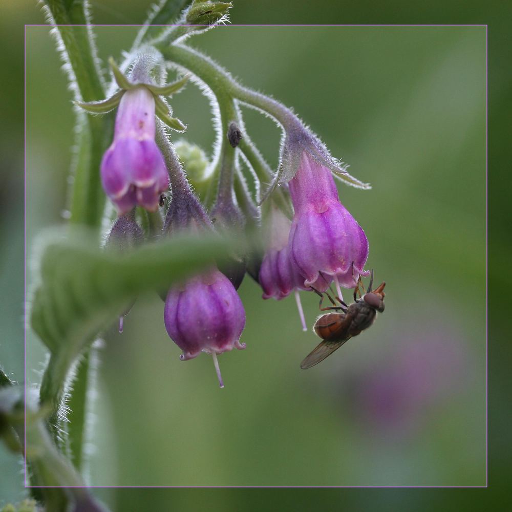 eine Fliege auf Violett