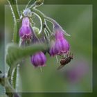 eine Fliege auf Violett